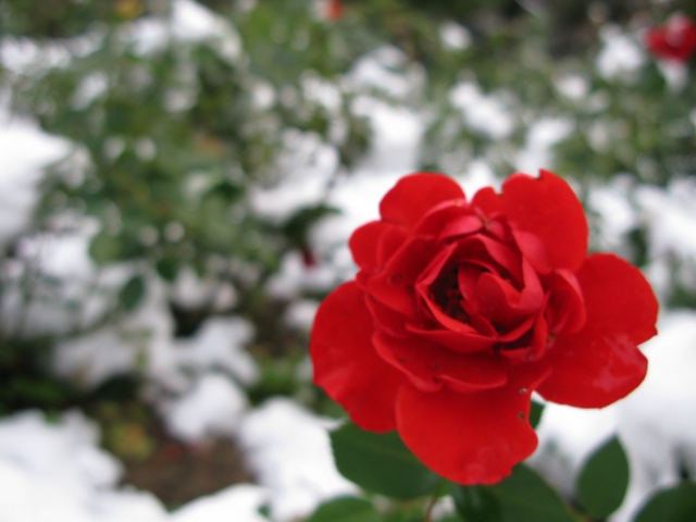 This one is especially beautiful.  It reminds me of Christmas for some reason.