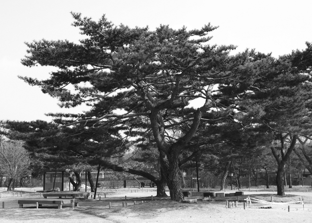 This is actually a pine tree.