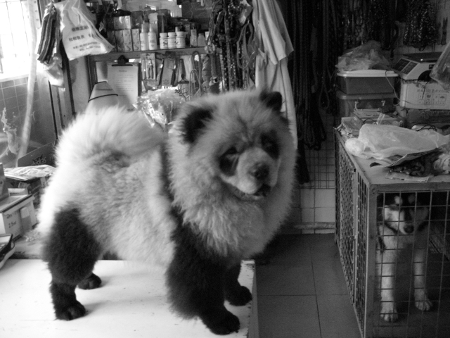 This dog was dyed by his owner to look like a panda. 