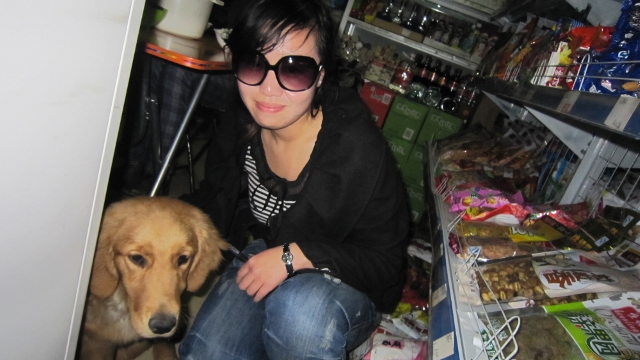 A dog -- these are also everywhere