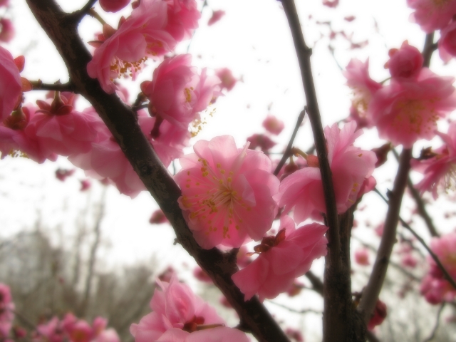 This one was from a different day at the Forestry University