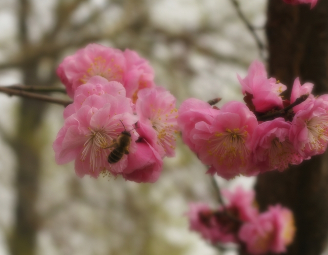 Another from the Forestry University