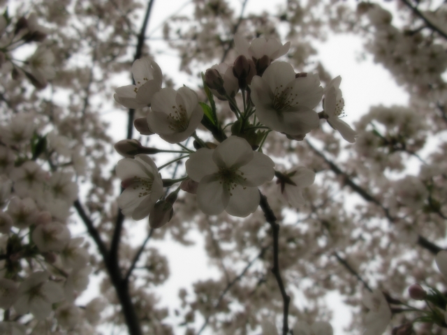 :) It was definitely not a blue sky day! I hope to go back when the sky is blue but I'm afraid that I might be too late!